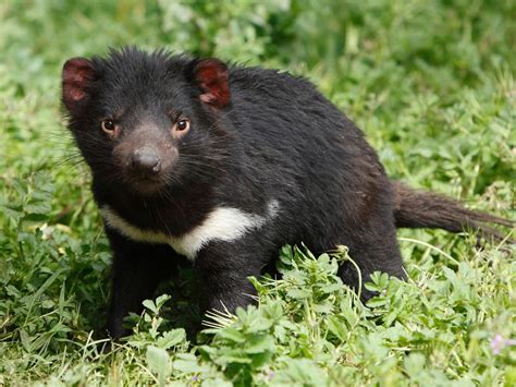 tasmanian devil wallpaper|cute tasmanian devil pictures.